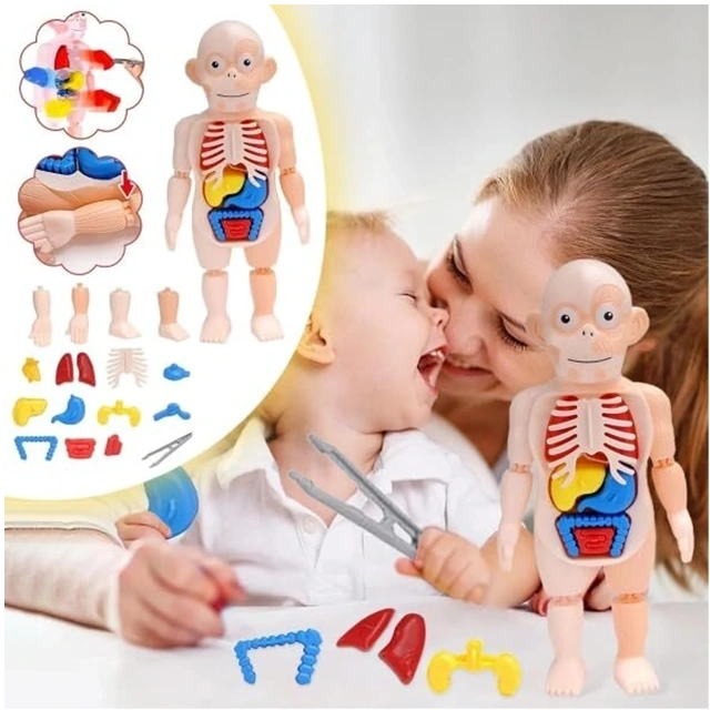 Human Body Model Toy - Image 2