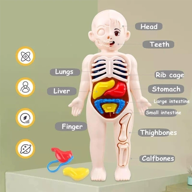 Human Body Model Toy - Image 3